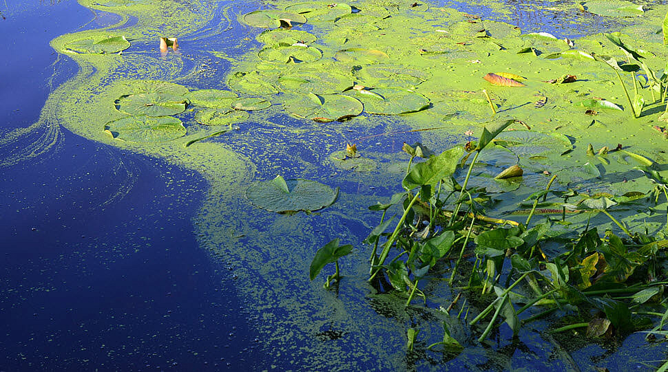 Какой вред наносят сине-зелёные водоросли